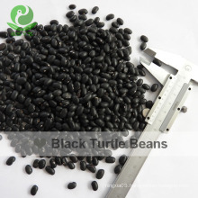 Export Chinese natural Black turtle kidney beans